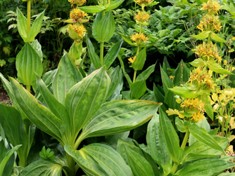 Gentiana lutea plant for sale