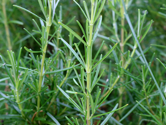 Rosmarinus officinalis plant