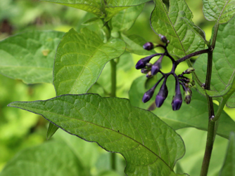 Solanum dulcamara plant for sale