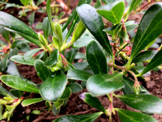 Arctostaphylos uva-ursi or Bearberry plant available to buy online