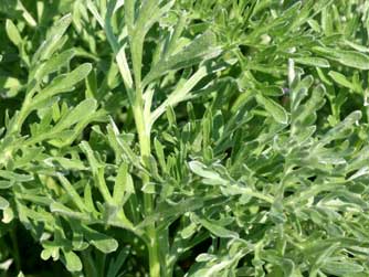 Artemisia absinthium plant in pot
