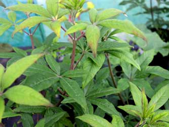 Vitex agnus castus plant for sale