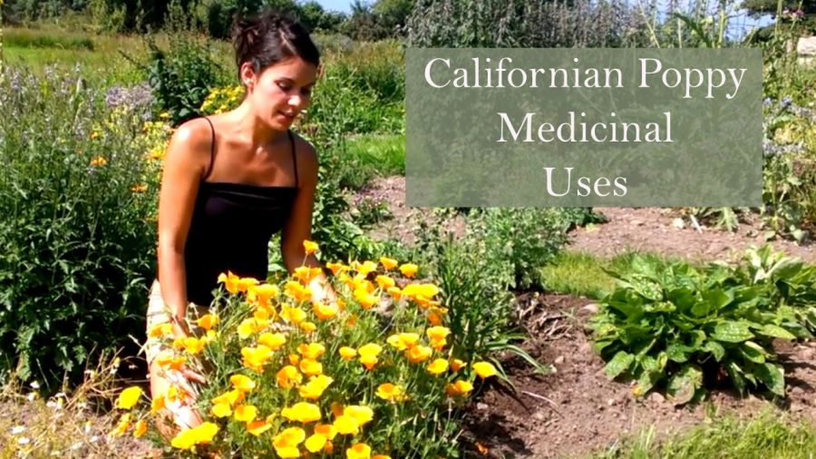 eschscholzia-californica-in-the-herb-garden
