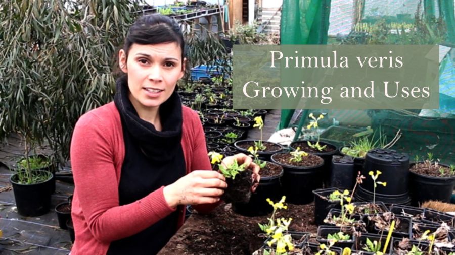 primula-veris growing and uses