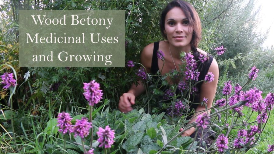 Wood Betony Medicinal Uses