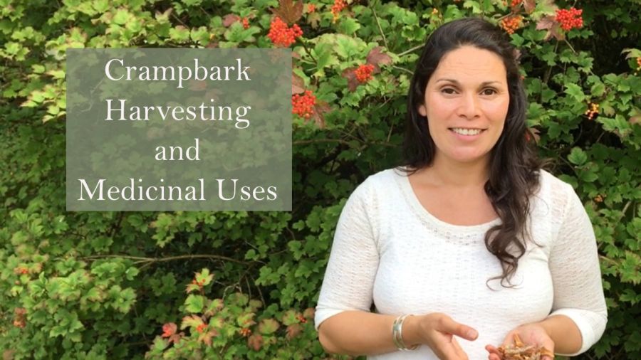 Crampbark Medicinal Uses