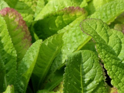 Dipsacus fullonum plant for sale