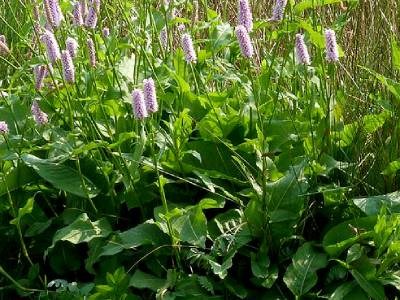 Bistorta officinalis or Snakeroot plant in pot